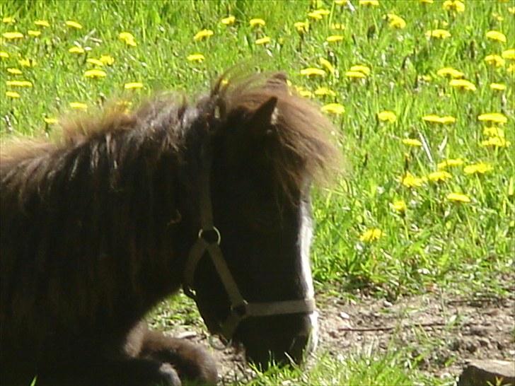 Shetlænder Bella - smukke lille bella bliver træt <3 billede 2