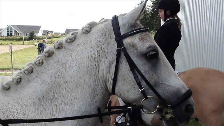 Anden særlig race Luka billede 11
