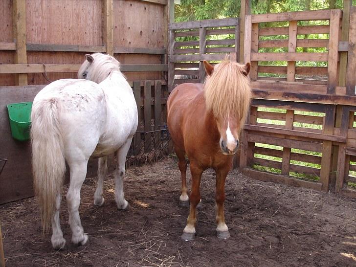 Islænder Mundilfari frá Meldgaard - Blesi og Gráni hygger i huset<3 billede 11