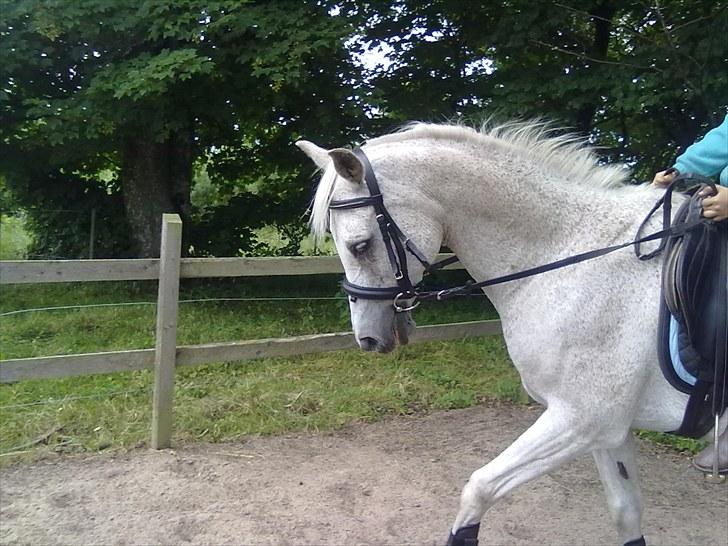 Arabisk fuldblod (OX) Wojak OX 1459 - Lille Wojak rider med Hannah 
(Foto: Mig) billede 5
