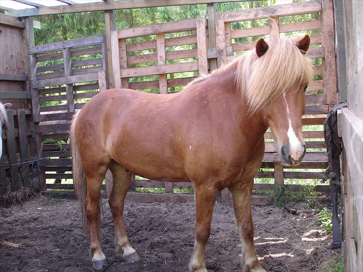 Islænder Mundilfari frá Meldgaard - Ja, Du er flot<3 billede 12