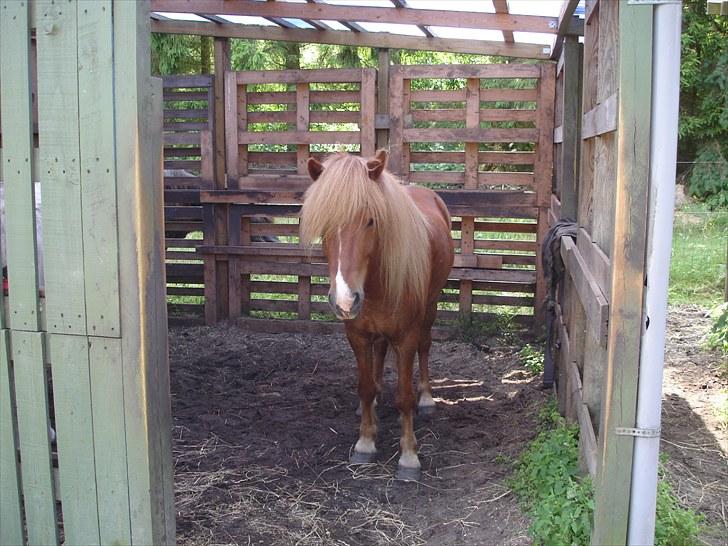 Islænder Mundilfari frá Meldgaard billede 13