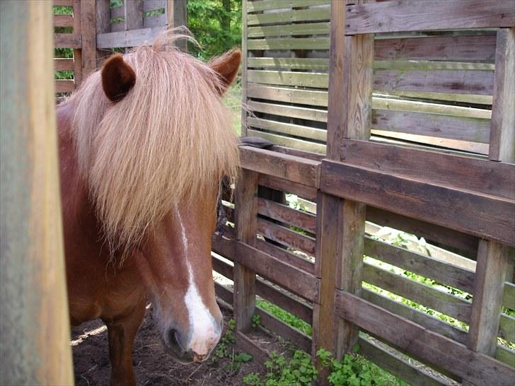 Islænder Mundilfari frá Meldgaard billede 14