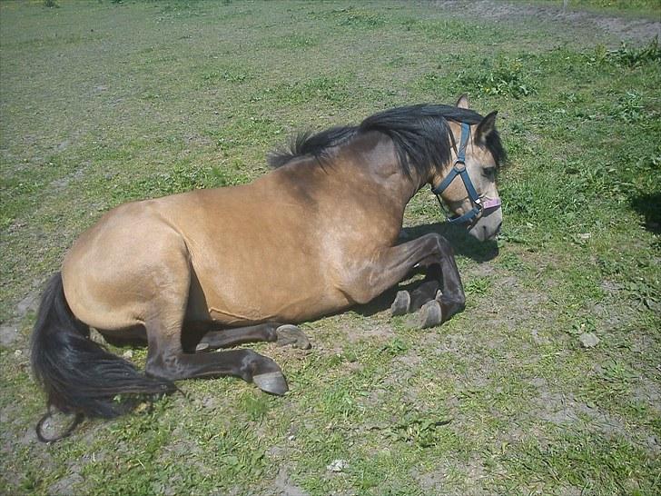 Anden særlig race Damgårds Maggie billede 3