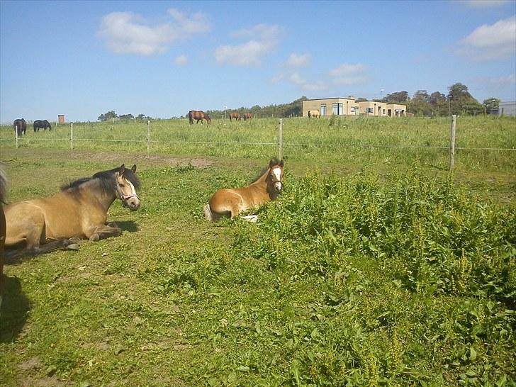 Anden særlig race Damgårds Maggie billede 4