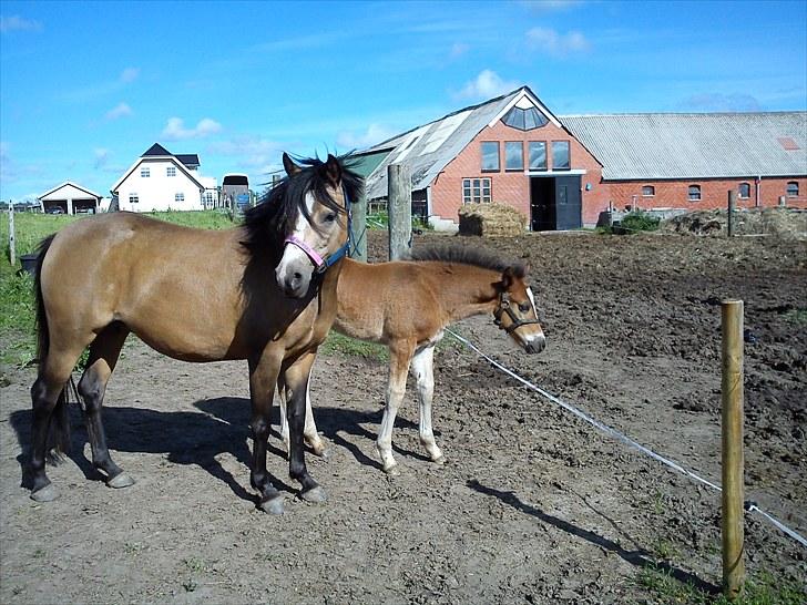 Anden særlig race Damgårds Maggie billede 6