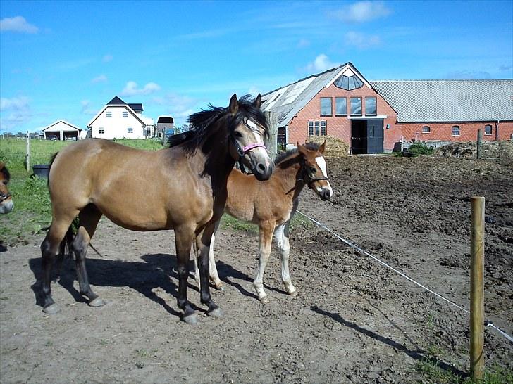 Anden særlig race Damgårds Maggie billede 7