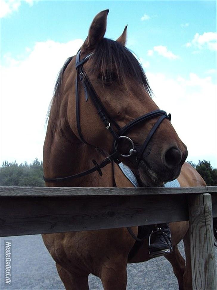 Anden særlig race Star<3*Rider* - Skal til at skridte af, Juli 2010. Foto: Camilla Frederiksen billede 8