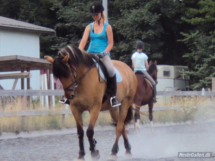 Anden særlig race Star<3*Rider* - Opvarmnning, Juli 2010. Foto: Camilla Frederiksen billede 9