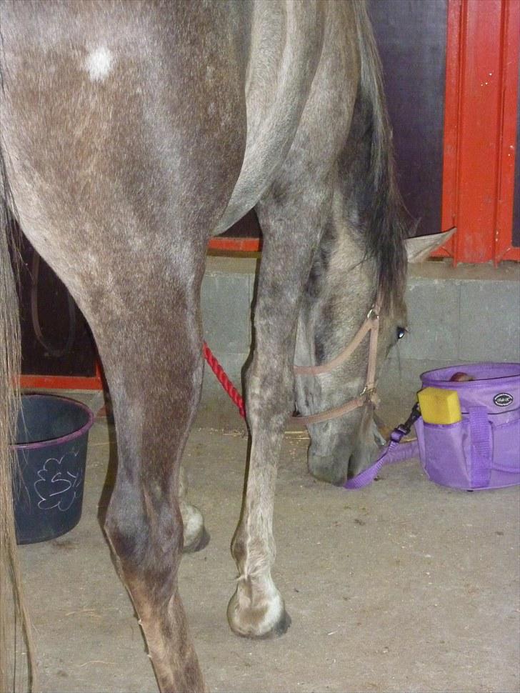 Arabisk fuldblod (OX) Cassie OX billede 5