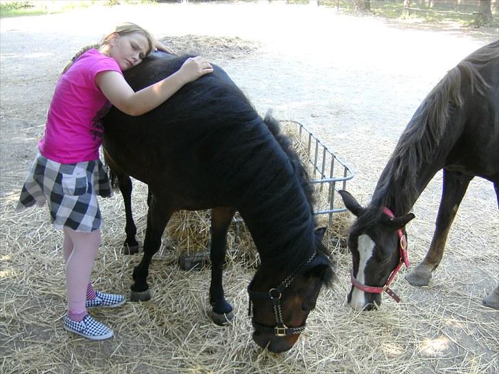 Anden særlig race toffie  billede 2