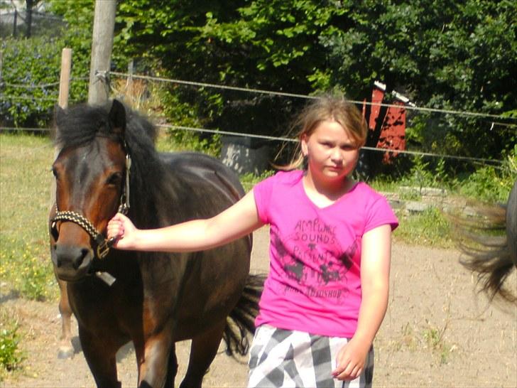 Anden særlig race toffie  - ind fra fold billede 3