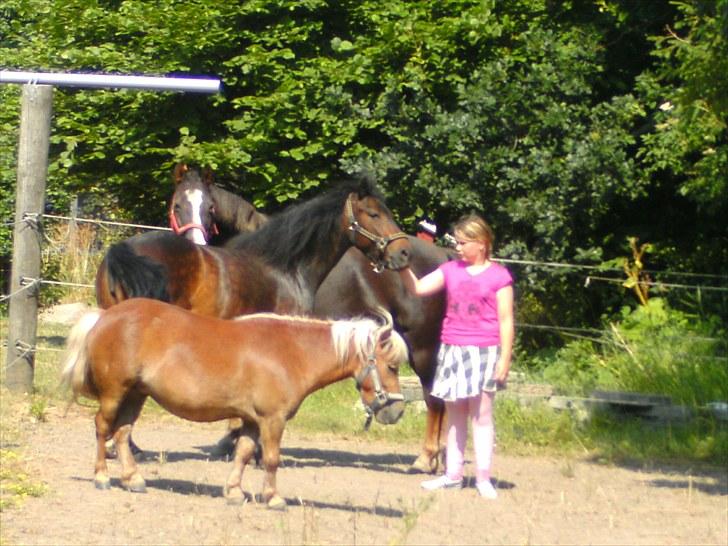 Anden særlig race toffie  - alle hypperne på fold ps: den mørkebrune pony med blis(liberty) er ikke vores  billede 4