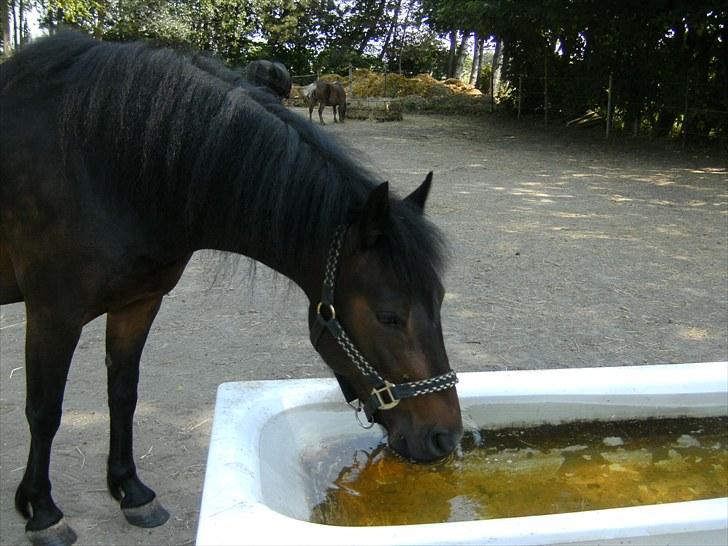 Anden særlig race toffie  - snupper lige en tår vand billede 6