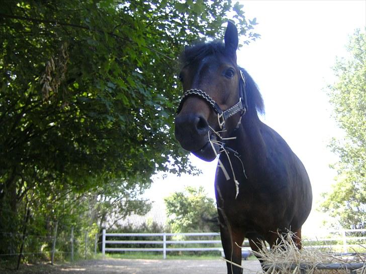 Anden særlig race toffie  billede 7