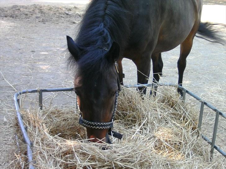 Anden særlig race toffie  billede 8