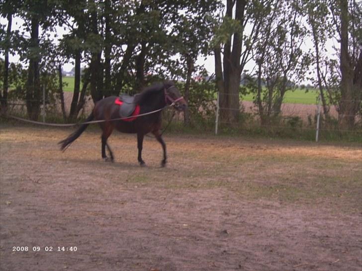 Anden særlig race toffie  - under tilridning med connie muller billede 9