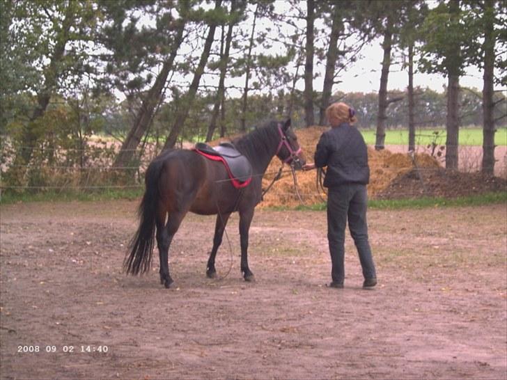 Anden særlig race toffie  - under tilridning med connie muller billede 10