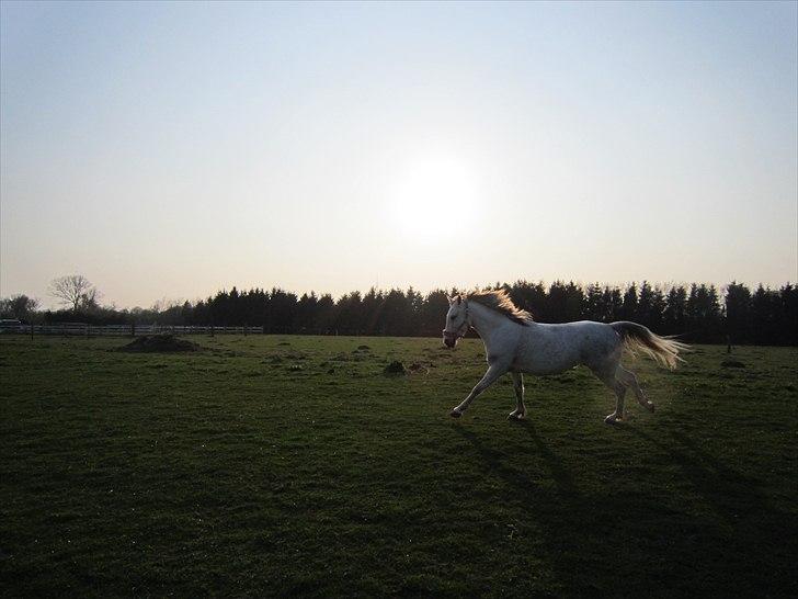 Tysk Sportspony <3 Minka :I Mit eventyr <3    - Mod solnedgangen min babe og jeg! :-I billede 17