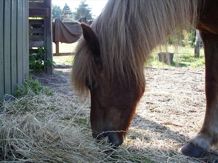 Islænder Mundilfari frá Meldgaard billede 15