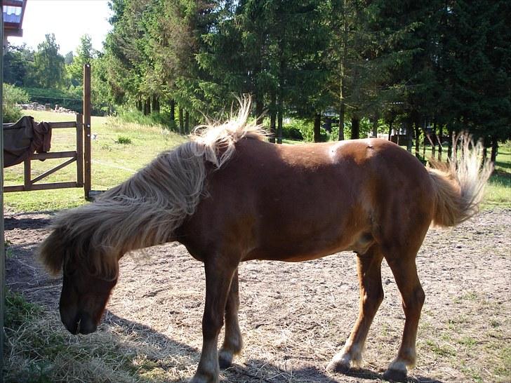 Islænder Mundilfari frá Meldgaard - Uhh det er træls med alle de bremser!! Vi forsøger at ryste dem af<3 billede 16