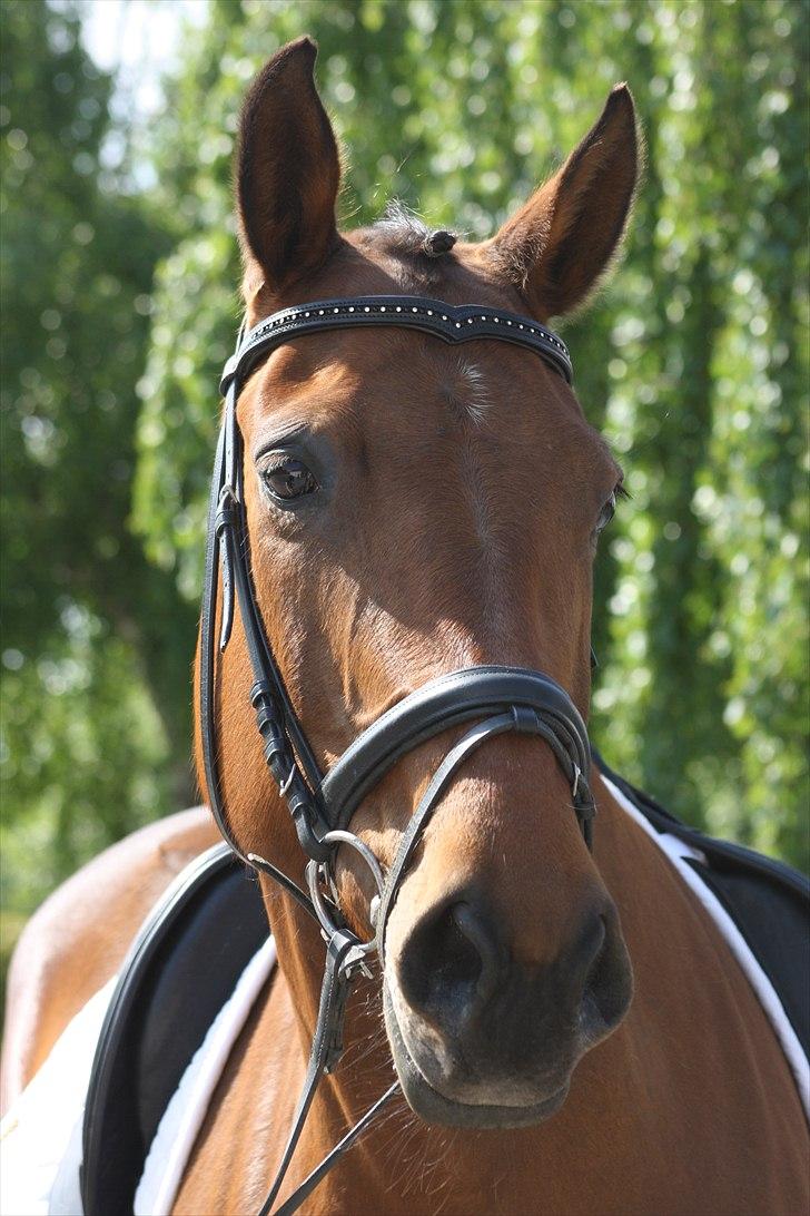 Dansk Varmblod Bounty Af Granlygård - Foto: Louise M billede 13