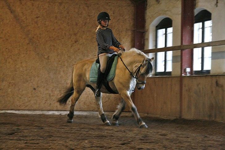Fjordhest Freddy - (billedet må ikke kopieres) RYTTER: Louise Von Bonsdorff. billede 16