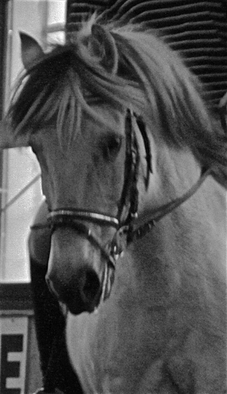 Fjordhest Freddy - (billedet må ikke kopieres) RYTTER: Louise Von Bonsdorff.  billede 17