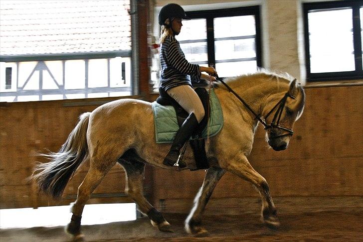 Fjordhest Freddy - (billedet må ikke kopieres) RYTTER: Louise Von Bonsdorff.  billede 18