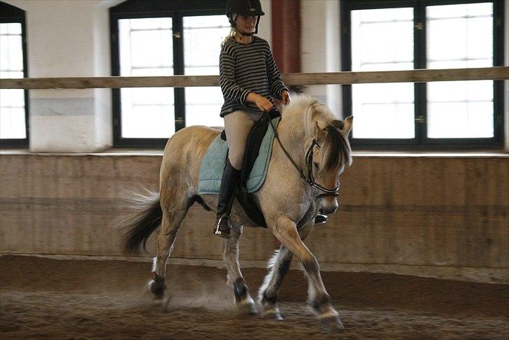 Fjordhest Freddy - (billedet må ikke kopieres) RYTTER: Louise Von Bonsdorff.  billede 19