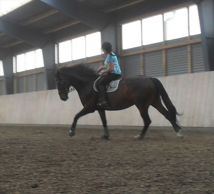 Anden særlig race Salsa Af Sulsted *Solgt* - 1) Velkommen til Salle´s profil ,  billede 1