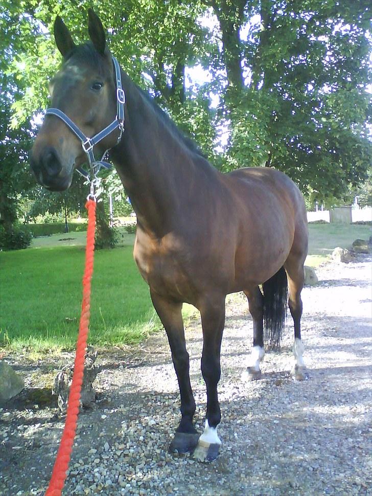 Anden særlig race Salsa Af Sulsted *Solgt* - 2) Hvor er du smuk Salle !! billede 2