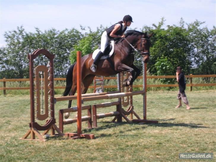 Anden særlig race Salsa Af Sulsted *Solgt* - 3) Sarah på vej over en forhindring på Salle til stævne  (:  billede 3