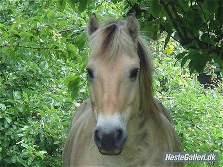 Fjordhest Freddy - (billedet må ikke kopieres)  billede 5