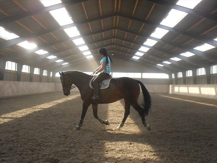 Anden særlig race Salsa Af Sulsted *Solgt* - 4) Dressur , d. 14 / 7 - 2010 billede 4