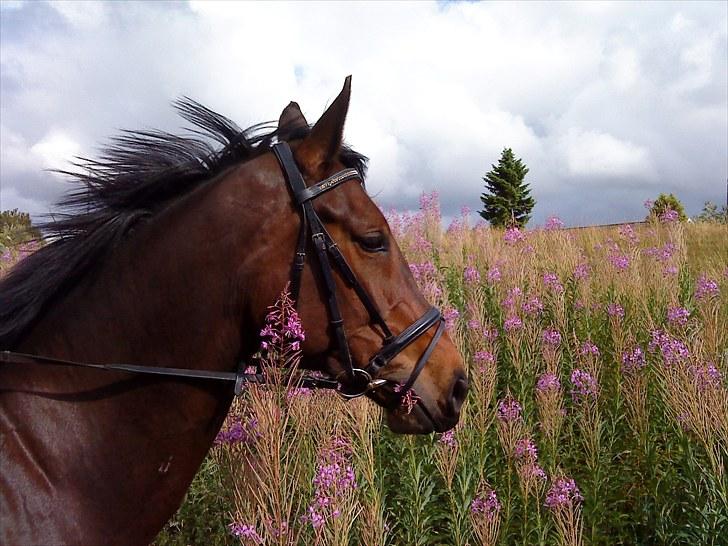 Anden særlig race Salsa Af Sulsted *Solgt* - 5) Vind i manen :)  billede 5
