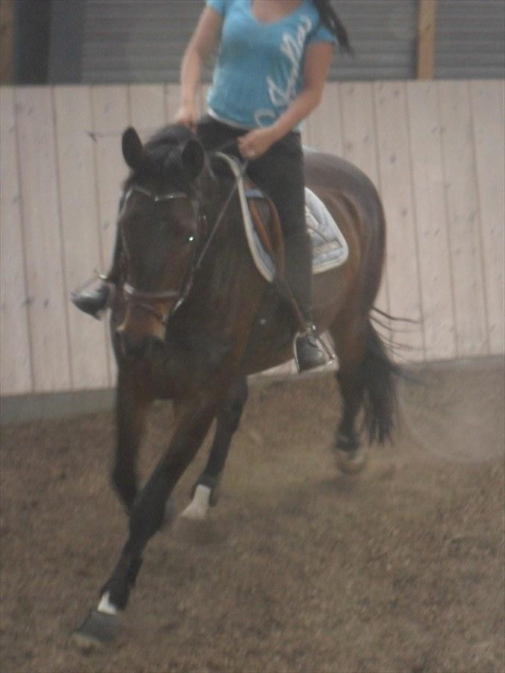 Anden særlig race Salsa Af Sulsted *Solgt* - 6) Dressur , d. 14 / 7 - 2010 billede 6