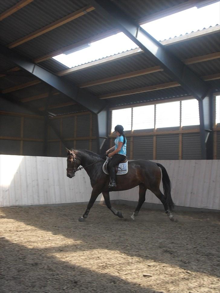 Anden særlig race Salsa Af Sulsted *Solgt* - 7) Dressur , d. 14 / 7 - 2010 billede 7