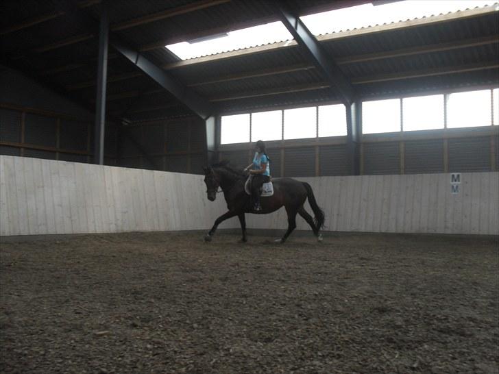 Anden særlig race Salsa Af Sulsted *Solgt* - 8) Dressur , d. 14 / 7 - 2010 billede 8