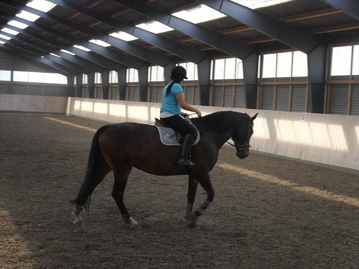 Anden særlig race Salsa Af Sulsted *Solgt* - 9) Dressur , d. 14 / 7 - 2010 billede 9