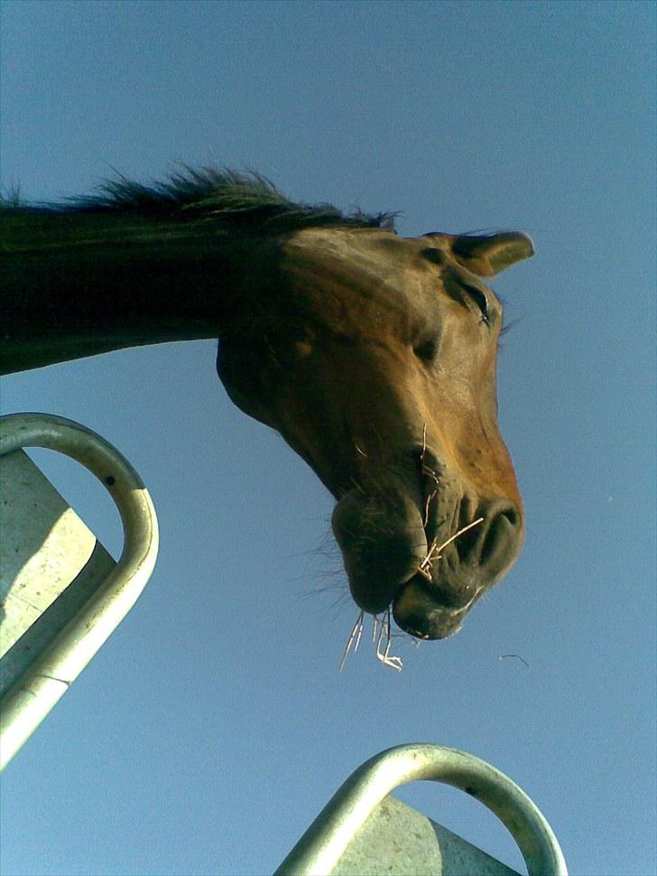 Anden særlig race Salsa Af Sulsted *Solgt* - 10) Super godt billede !!  billede 10