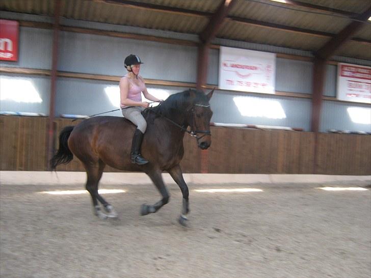 Anden særlig race Salsa Af Sulsted *Solgt* - 11) Uden sadel , 2009  billede 11