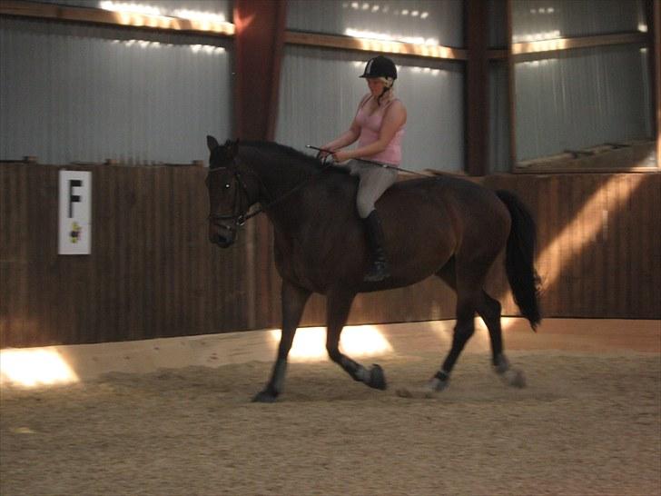 Anden særlig race Salsa Af Sulsted *Solgt* - 12) Uden sadel , 2009 billede 12