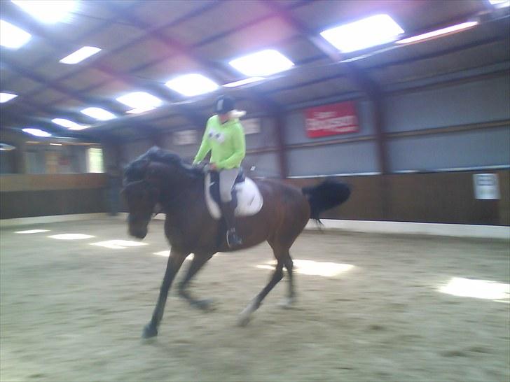 Anden særlig race Salsa Af Sulsted *Solgt* - 15) Dressur 2009  billede 15