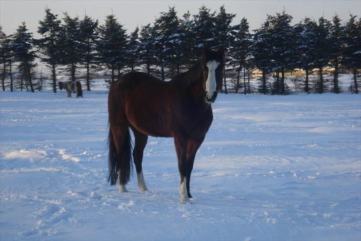 Traver Harlekin Laser billede 2