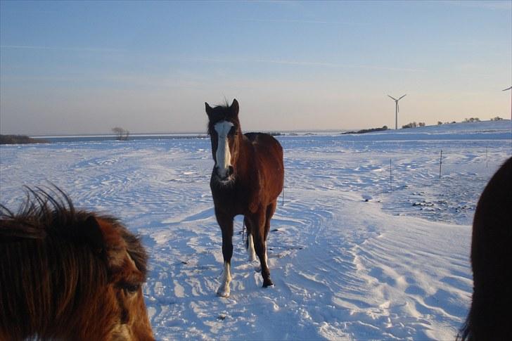 Traver Harlekin Laser billede 3