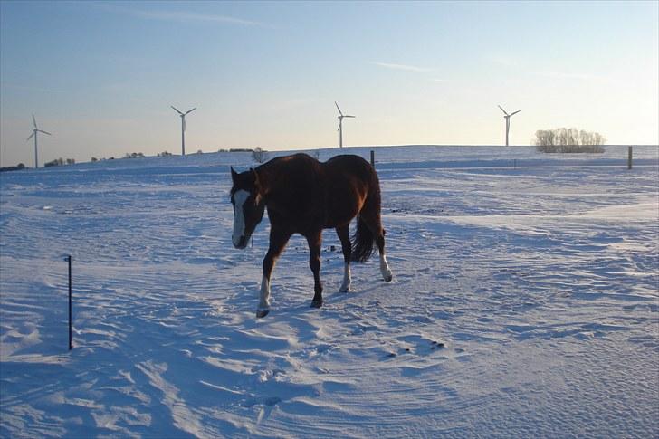 Traver Harlekin Laser billede 4