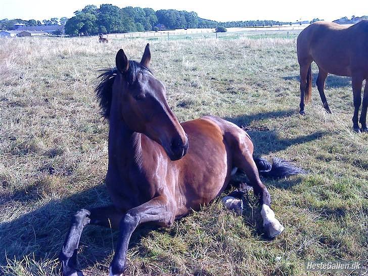 Anden særlig race Salsa Af Sulsted *Solgt* - 17) Salle der ligger og hygger sig på folden :D  billede 17