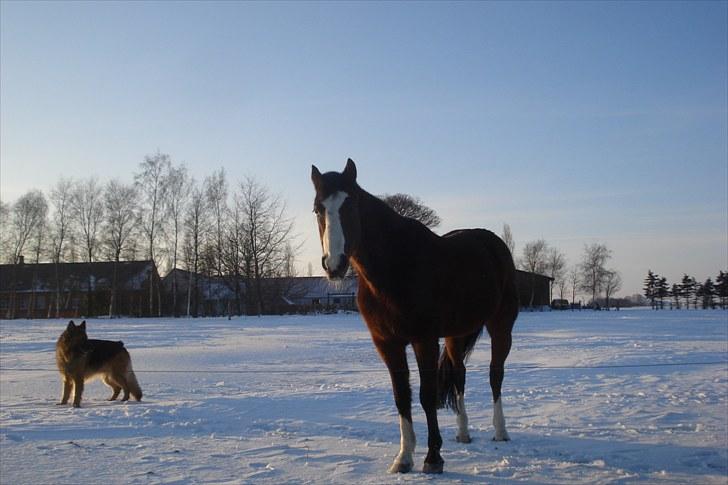 Traver Harlekin Laser billede 5