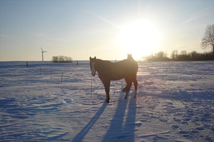 Traver Harlekin Laser billede 6